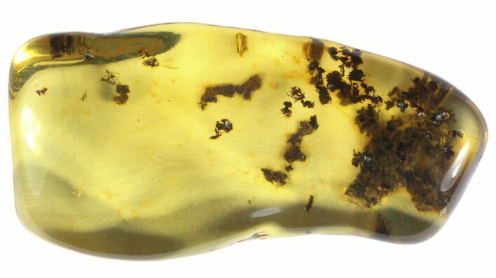Polished Chiapas Amber With Inclusions - Mexico #50805